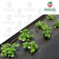 MULCH