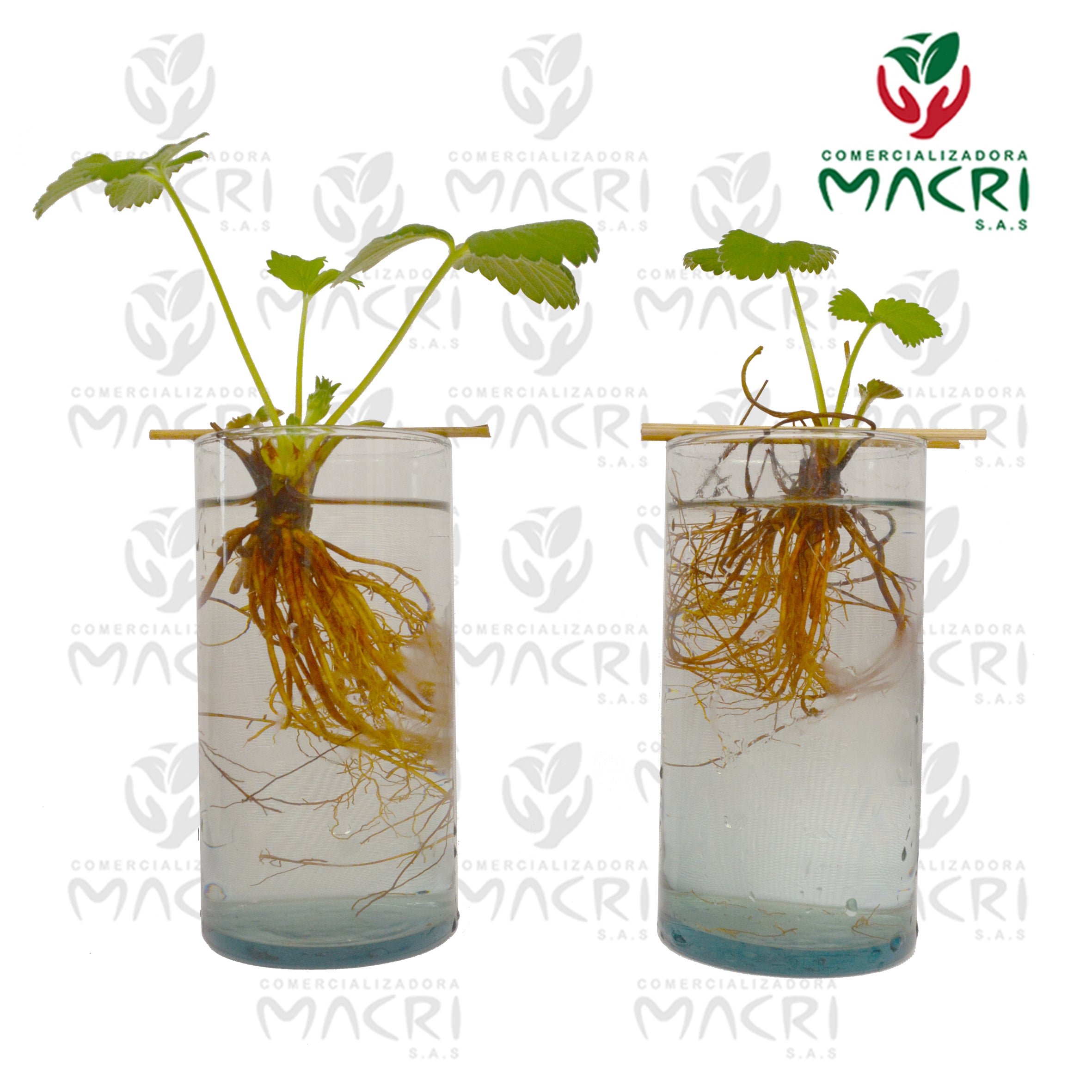 PLANTA DE FRESA VARIEDAD SABRINA