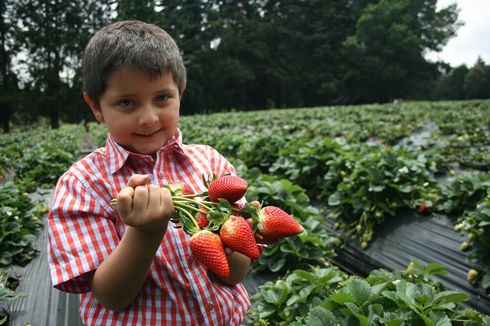 Descubriendo los secretos del cultivo de frutillas